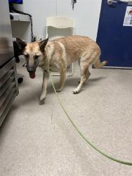Shelter Stray Female Dog last seen Near 46 HWY, LOST HILLS CA 93249, 3951 Fruitvale Ave, Bakersfield, CA 93308, USA