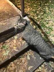 Found/Stray Unknown Cat last seen Como and dale, Saint Paul, MN 55103