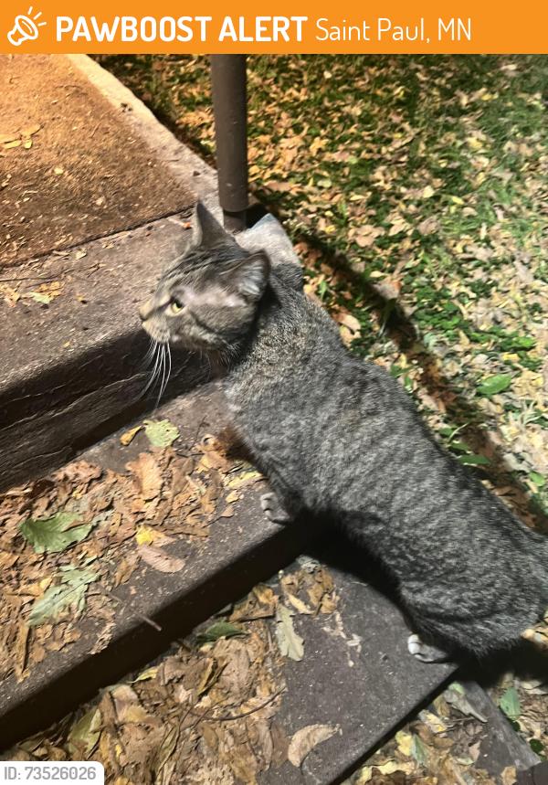 Found/Stray Unknown Cat last seen Como and dale, Saint Paul, MN 55103