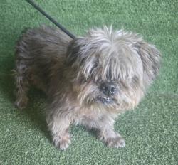 Shelter Stray Female Dog last seen , 5210 W Ave I, Lancaster, CA 93536, USA