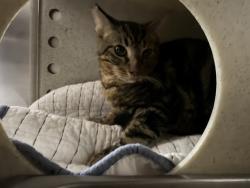 Shelter Stray Female Cat last seen Near BLOCK E ALMA ST, EDWARDS CA 93523, 3951 Fruitvale Ave, Bakersfield, CA 93308, USA