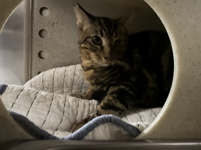 Shelter Stray Female Cat last seen Near BLOCK E ALMA ST, EDWARDS CA 93523, 3951 Fruitvale Ave, Bakersfield, CA 93308, USA