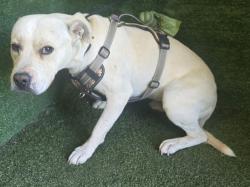 Shelter Stray Male Dog last seen , 5210 W Ave I, Lancaster, CA 93536, USA