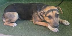 Shelter Stray Female Dog last seen , 5210 W Ave I, Lancaster, CA 93536, USA