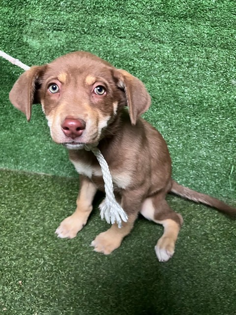 Shelter Stray Female Dog last seen , 5210 W Ave I, Lancaster, CA 93536, USA