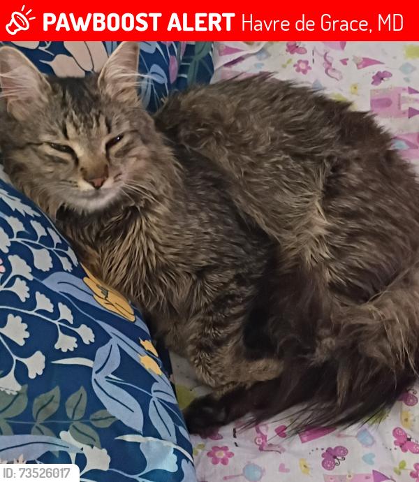 Lost Female Cat last seen Pats Pizzeria is right next to the neighborhood., Havre de Grace, MD 21078