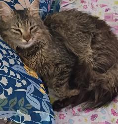 Lost Female Cat last seen Pats Pizzeria is right next to the neighborhood., Havre de Grace, MD 21078
