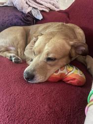 Reunited Male Dog last seen Shawna Ave and Alana Ave york (Mill Creek ests), York, PA 17402