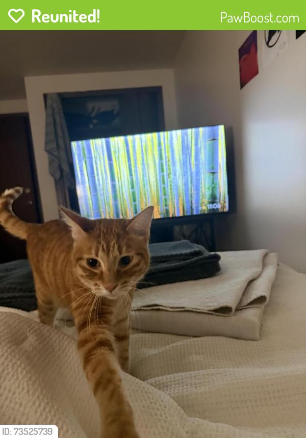 Reunited Male Cat last seen U haul lot on Bedford st, Madison, WI 53703