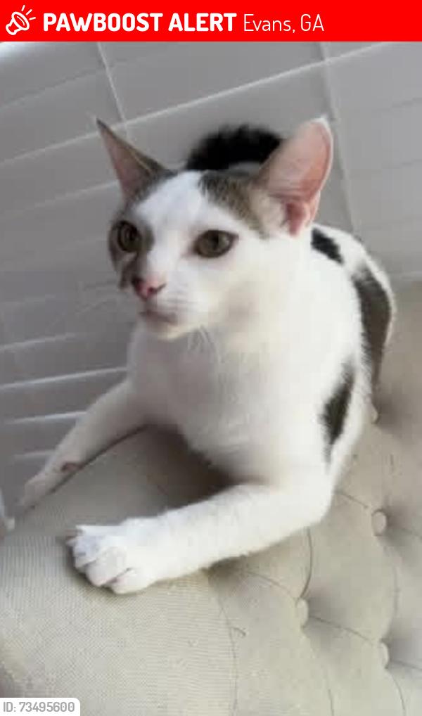 Lost Male Cat last seen River oaks subdivision, Evans, GA 30809