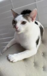 Lost Male Cat last seen River oaks subdivision, Evans, GA 30809