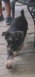 Lost Male Dog last seen Rebawood, Atascocita, TX 77346