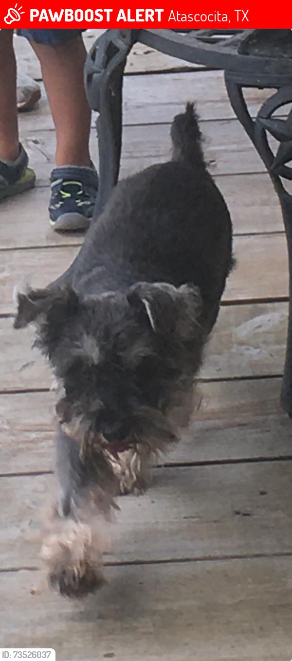 Lost Male Dog last seen Rebawood, Atascocita, TX 77346