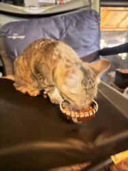 Found/Stray Unknown Cat last seen Telephone st, Ventura, CA 93004