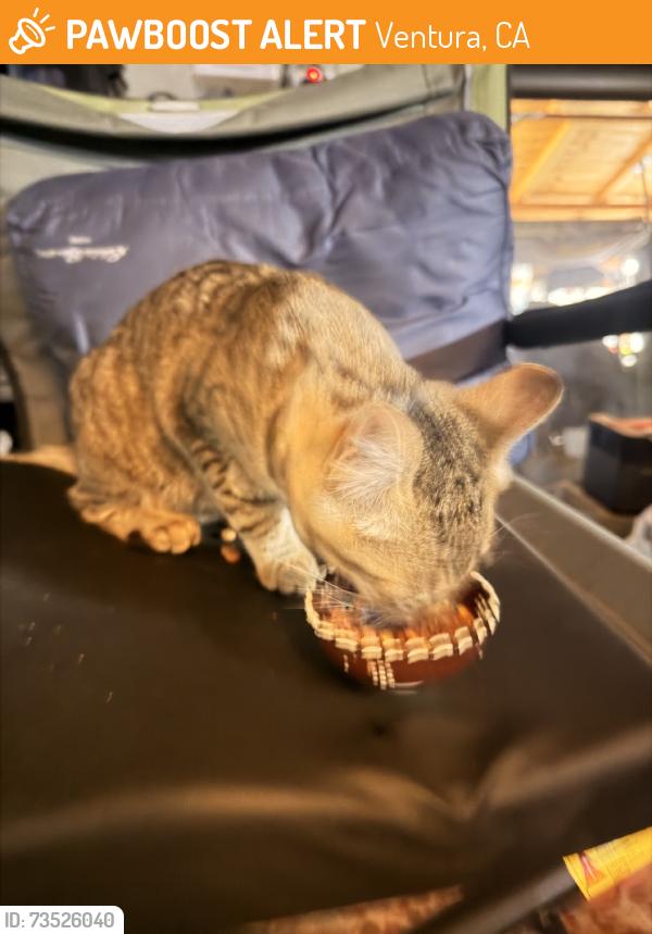 Found/Stray Unknown Cat last seen Telephone st, Ventura, CA 93004