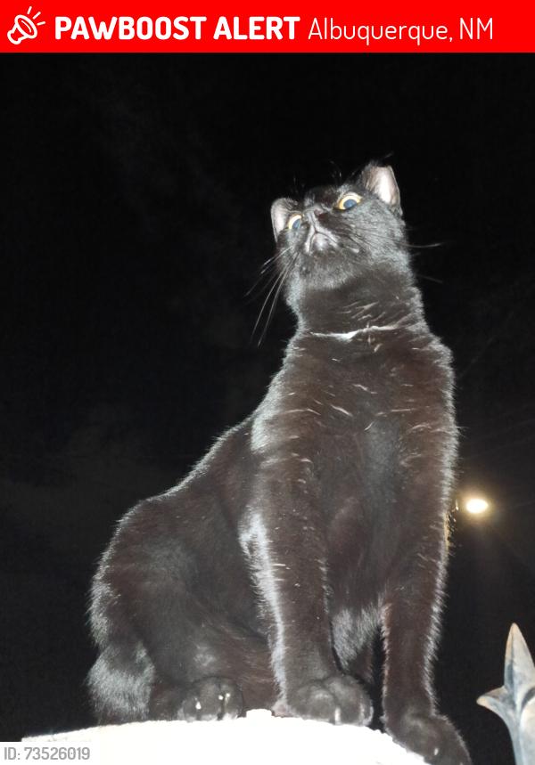 Lost Male Cat last seen 8th Street & Santa Fe SW, Albuquerque, NM 87102