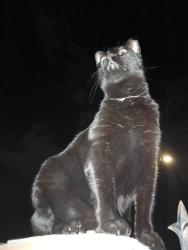 Lost Male Cat last seen 8th Street & Santa Fe SW, Albuquerque, NM 87102