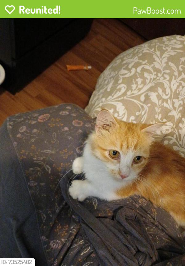 Reunited Female Cat last seen East 49 avenue and Arlington street, Vancouver, Vancouver, BC V5S 1H7