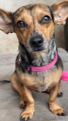 Lost Female Dog last seen Wildgrass Blvd., Panama City, Panama City, FL 32401