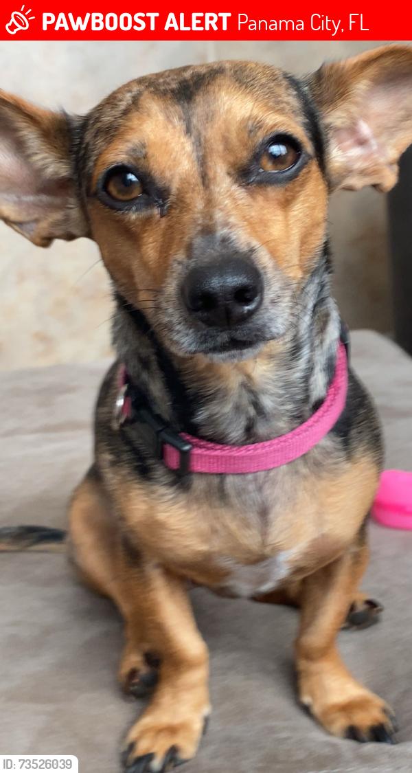 Lost Female Dog last seen Wildgrass Blvd., Panama City, Panama City, FL 32401