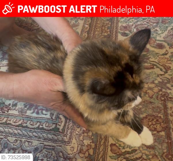 Lost Female Cat last seen Comly and Woodhaven, Philadelphia, PA 19154