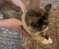 Lost Female Cat last seen Comly and Woodhaven, Philadelphia, PA 19154