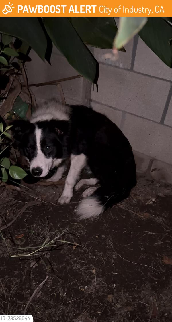 Found/Stray Male Dog last seen Temple Ave and Amar Rd, City of Industry, CA 91746