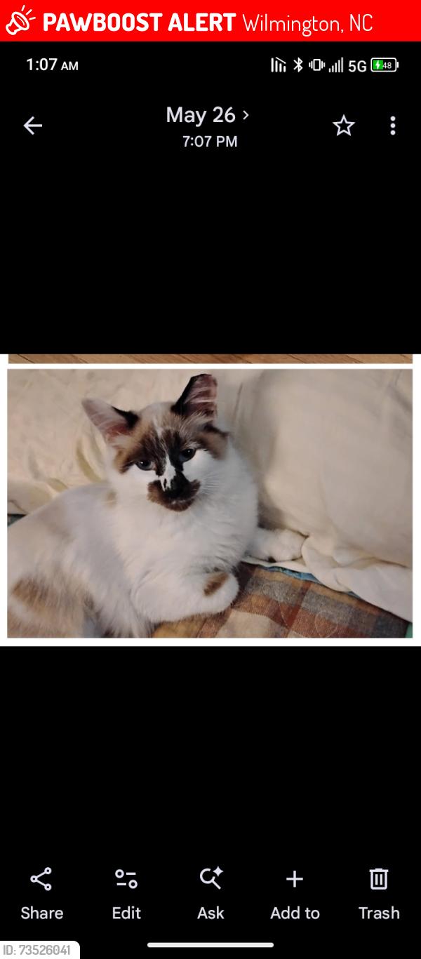 Lost Male Cat last seen Near masonboro loop road, Wilmington, NC 28409