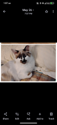 Lost Male Cat last seen Near masonboro loop road, Wilmington, NC 28409