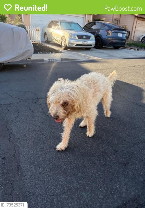 Reunited Male Dog last seen Bushwood Ct, Lemon Grove, CA 91945, USA, Lemon Grove, CA 91945