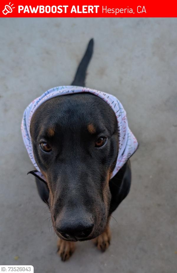 Lost Male Dog last seen Danbury Ave near the Hesperia Mesa Mart, Hesperia, CA 92345