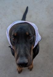 Lost Male Dog last seen Danbury Ave near the Hesperia Mesa Mart, Hesperia, CA 92345