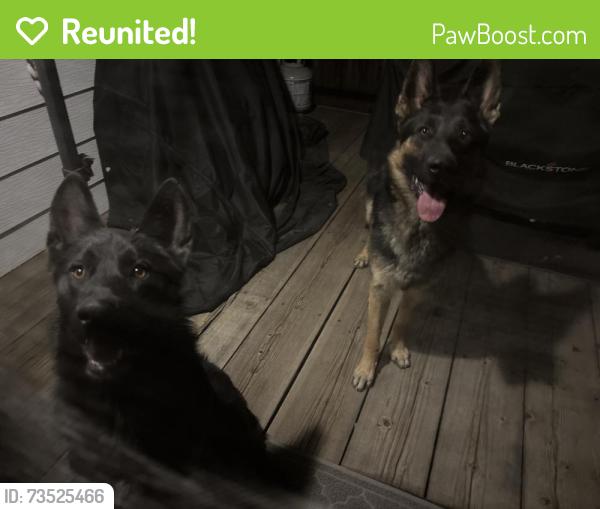 Reunited Male Dog last seen Colfax and Havana, Aurora, CO 80010
