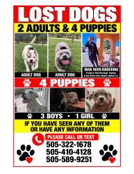 Lost Female Dog last seen Sage and unser, Albuquerque, NM 87121