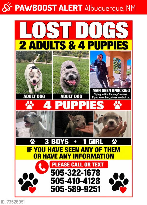 Lost Female Dog last seen Sage and unser, Albuquerque, NM 87121