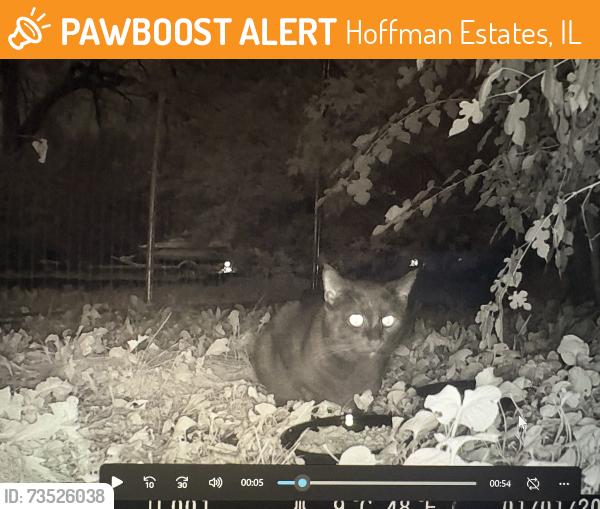 Found/Stray Unknown Cat last seen Near Lakeview Elementary School, Evergreen Park, Hoffman Estates, IL 60169