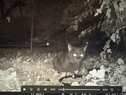 Found/Stray Unknown Cat last seen Near Lakeview Elementary School, Evergreen Park, Hoffman Estates, IL 60169
