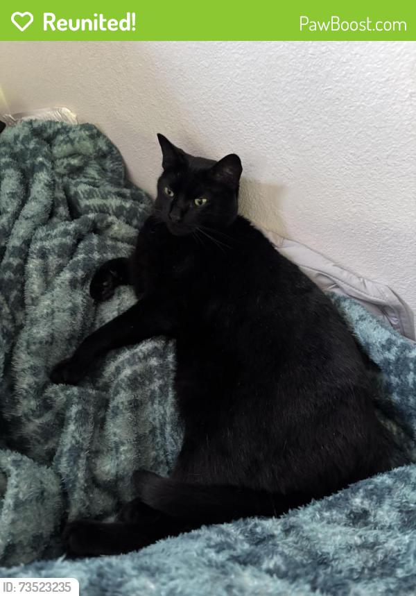 Reunited Male Cat last seen Near 99th St NE, Marysville, WA 98270, USA, Marysville, WA 98270