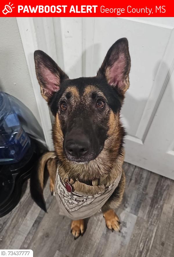 Lost Male Dog last seen Near ward pineview rd lucedale ms 39452, George County, MS 39452