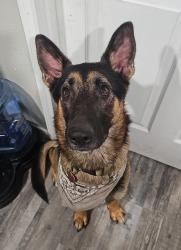 Lost Male Dog last seen Near ward pineview rd lucedale ms 39452, George County, MS 39452