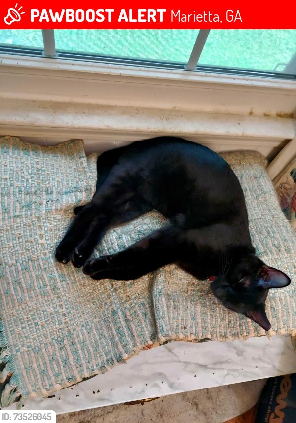 Lost Male Cat last seen Kimberly Dr sw x McCormick way sw, Marietta, GA 30008