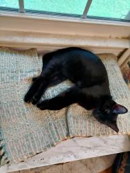 Lost Male Cat last seen Kimberly Dr sw x McCormick way sw, Marietta, GA 30008