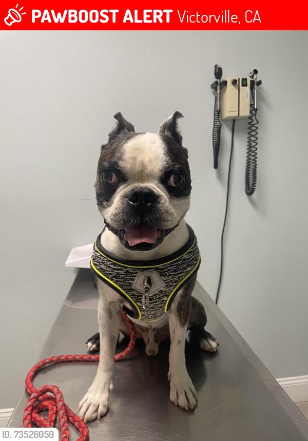 Lost Male Dog last seen Vista verde elementary school, Victorville, CA 92392
