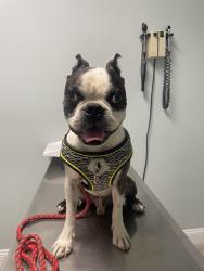 Lost Male Dog last seen Vista verde elementary school, Victorville, CA 92392