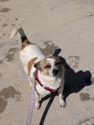 Reunited Female Dog last seen Danbury Ave near the Hesperia Mesa Mart, Hesperia, CA 92345