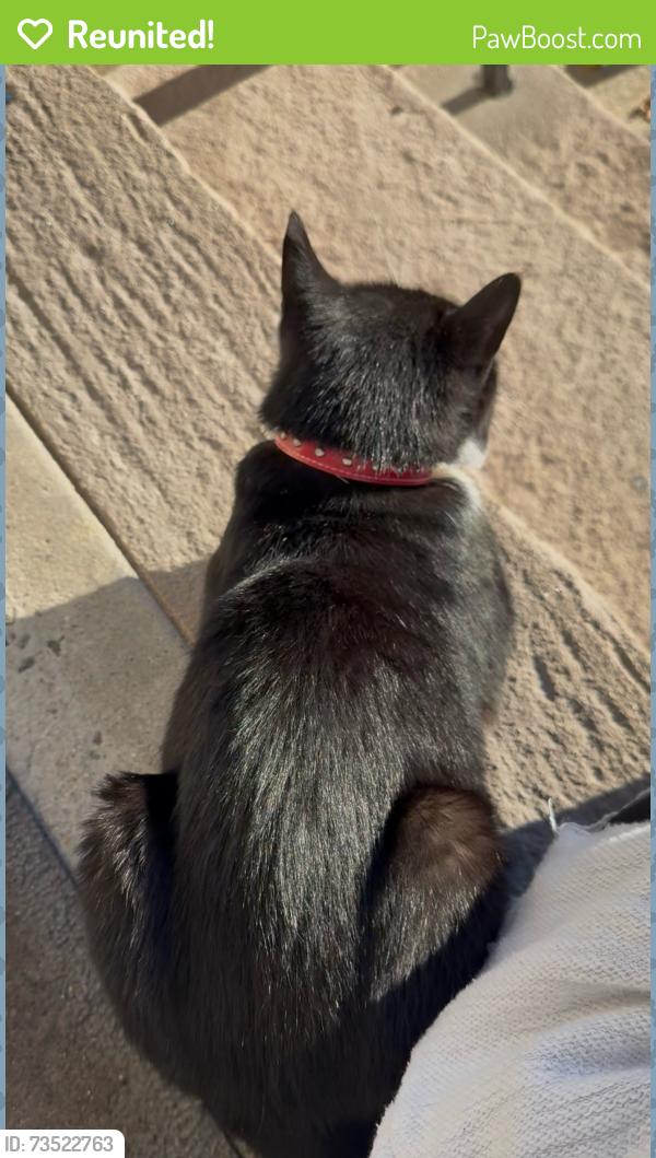 Reunited Unknown Cat last seen Hancock and Bowers Ave. Jersey City Heights, Jersey City, NJ 07307