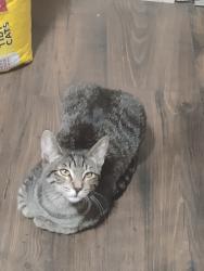 Lost Female Cat last seen Channing Drive, North Highlands, CA 95660