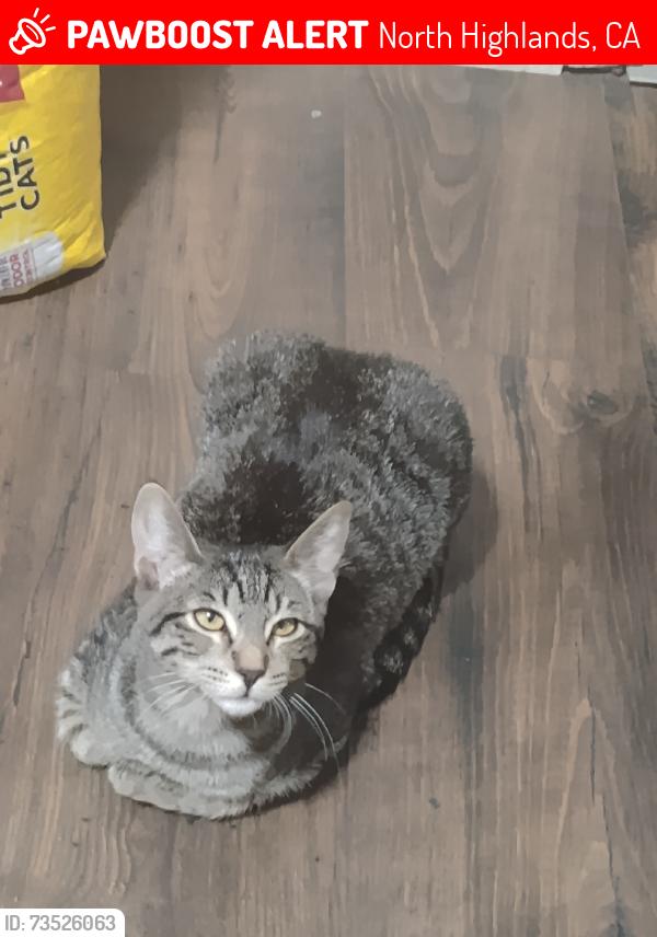 Lost Female Cat last seen Channing Drive, North Highlands, CA 95660