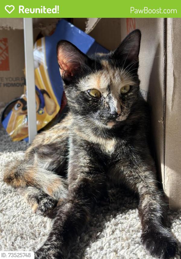 Reunited Female Cat last seen Everyday Gas Station, Westminster, CO 80031