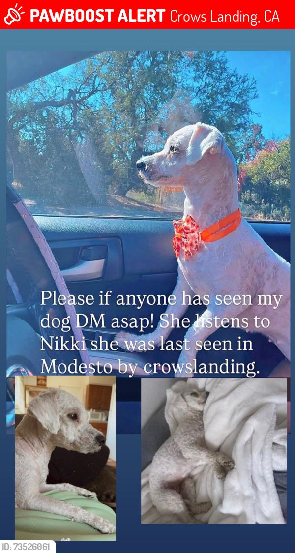 Lost Female Dog last seen Eureka & Glenn Ave on crows landing, Crows Landing, CA 95313